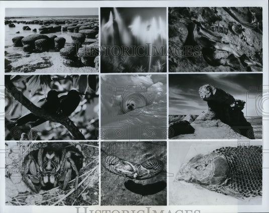 1986 Press Photo Scenes from documentary program Life on Earth- Historic Images