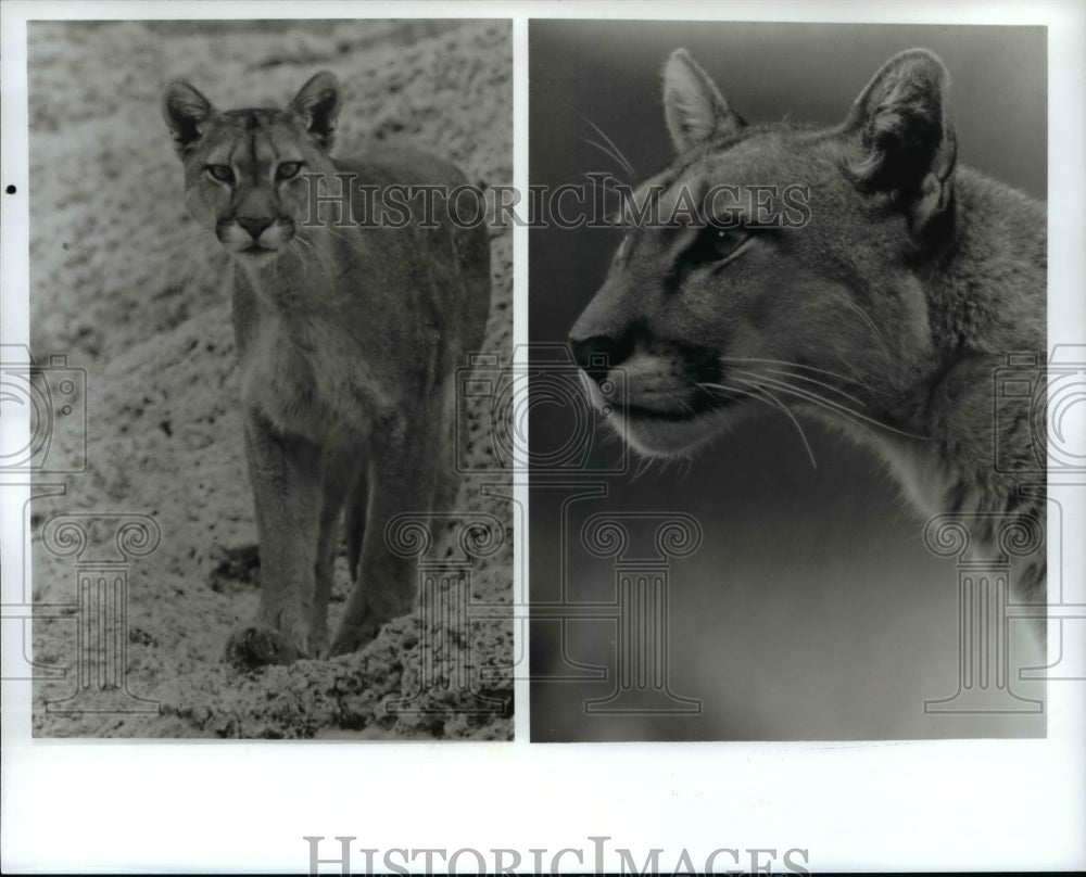 Press Photo Puma: Lion of the Andes- Historic Images