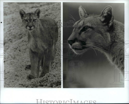 Press Photo Puma: Lion of the Andes- Historic Images