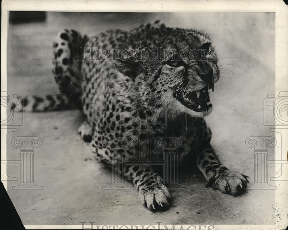 1931 Press Photo A cheetah at the London Zoo growls at the photographer.- Historic Images