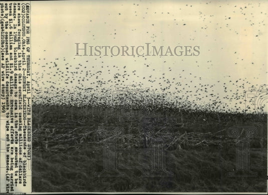1968 Press Photo View of thousands of Blackbirds foraging in the Ohio Cornfield- Historic Images