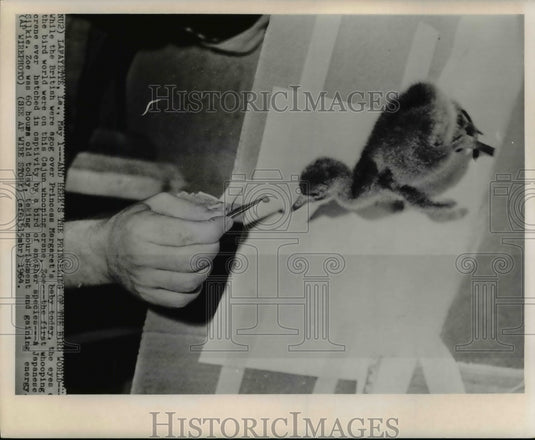 1964 Press Photo Zoe the first baby whooping crane hatched in captivity- Historic Images