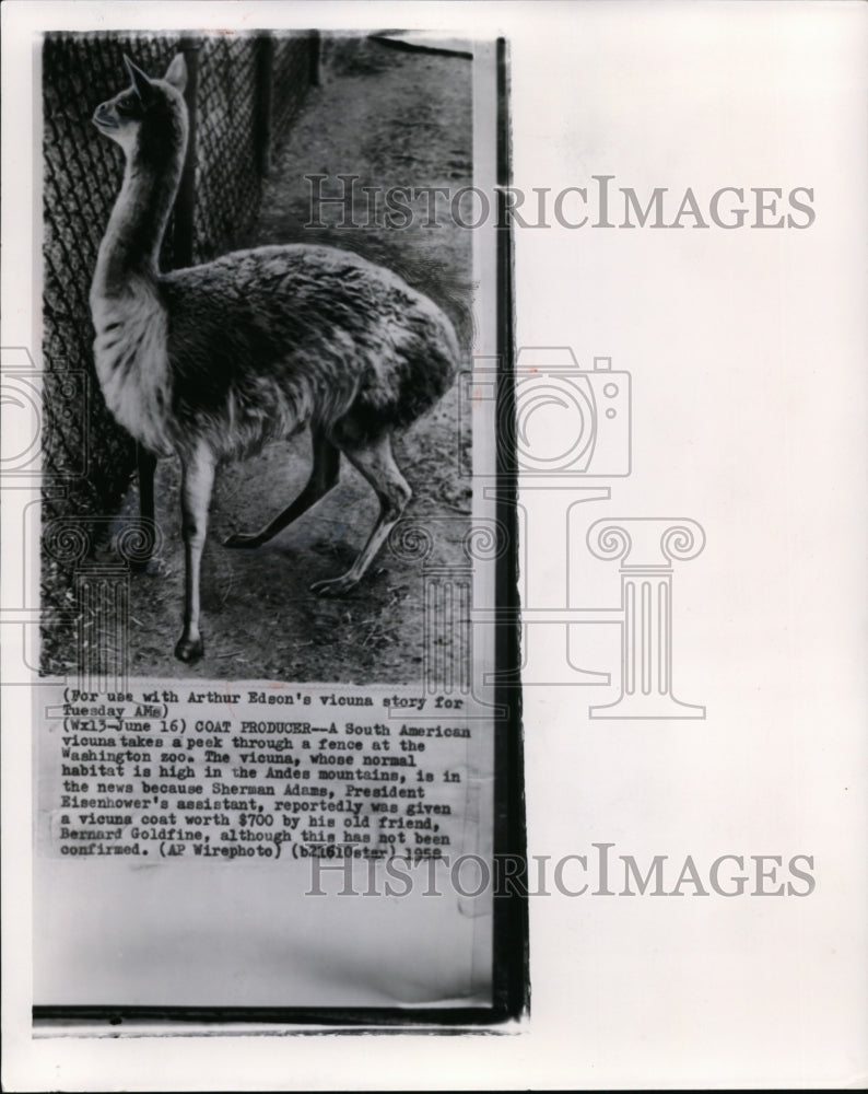 1958 Press Photo A South American vicuna takes a peek through fence at Wash. Zoo- Historic Images