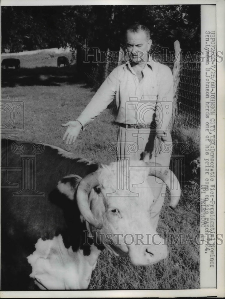 1960 Press Photo Sen. Lyndon B. Johnson herds one of his prize cows on his ranch- Historic Images