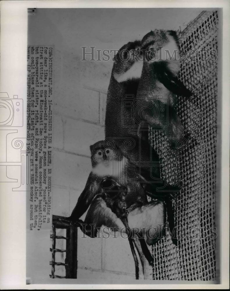 1963 Press Photo Sykes guenon monkey with mother at the Cincinnati Zoo- Historic Images