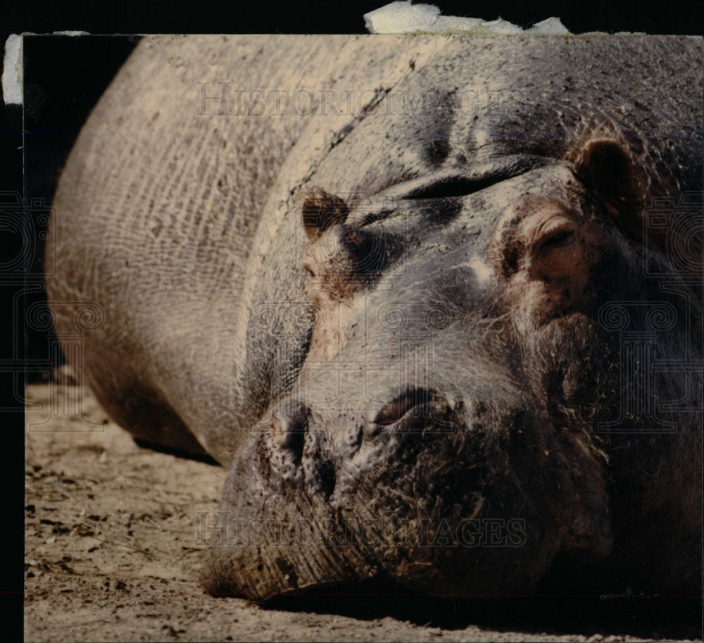 1986 Press Photo Hippopotamus Hippopatamus - dfpd43365- Historic Images