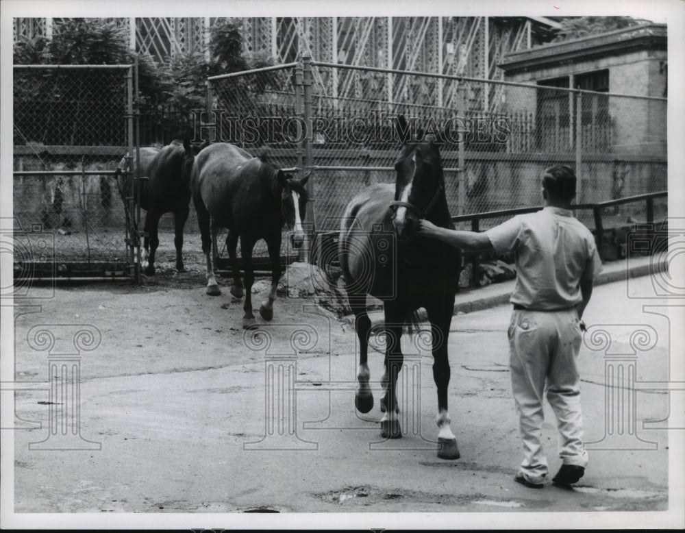1962 Press Photo Boston, Massachusetts Mounted Police Horses, Division 16- Historic Images