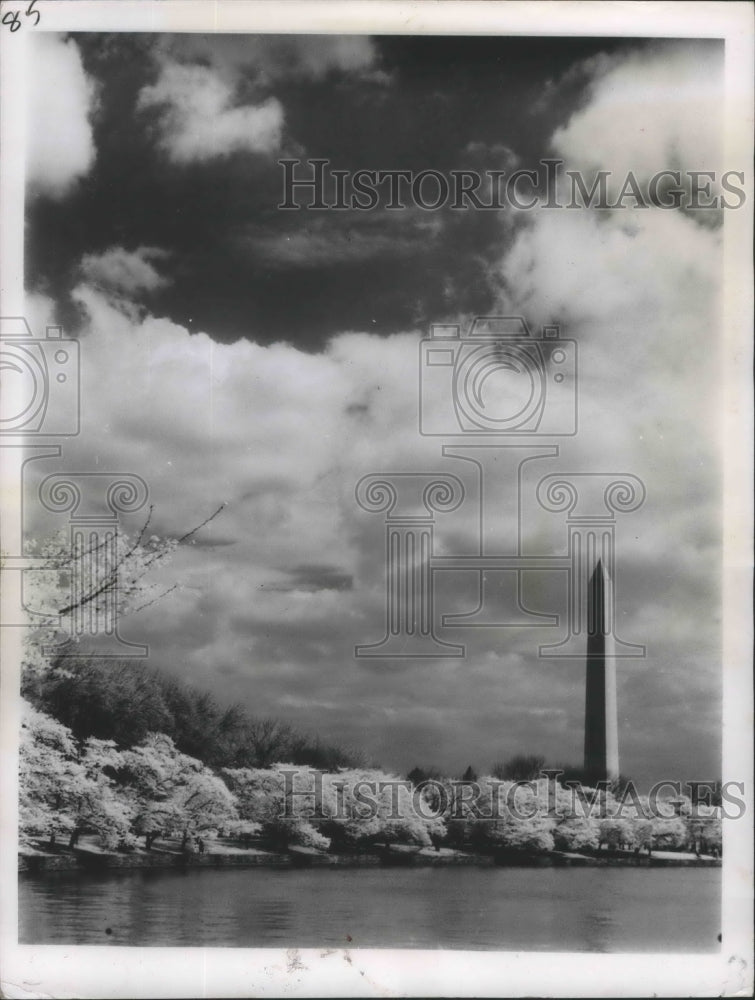 1962 Press Photo Cherry Blossoms in Washington, DC - ftx02305- Historic Images