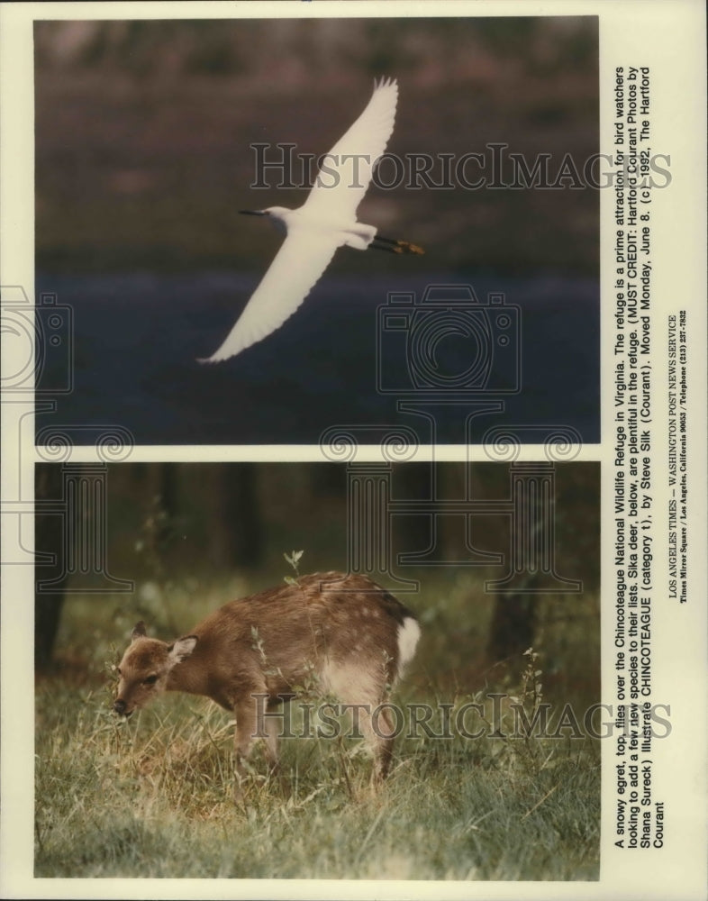 1993 Press Photo Snowy Egret Flies Over Chincoteague National Wildlife in VA- Historic Images