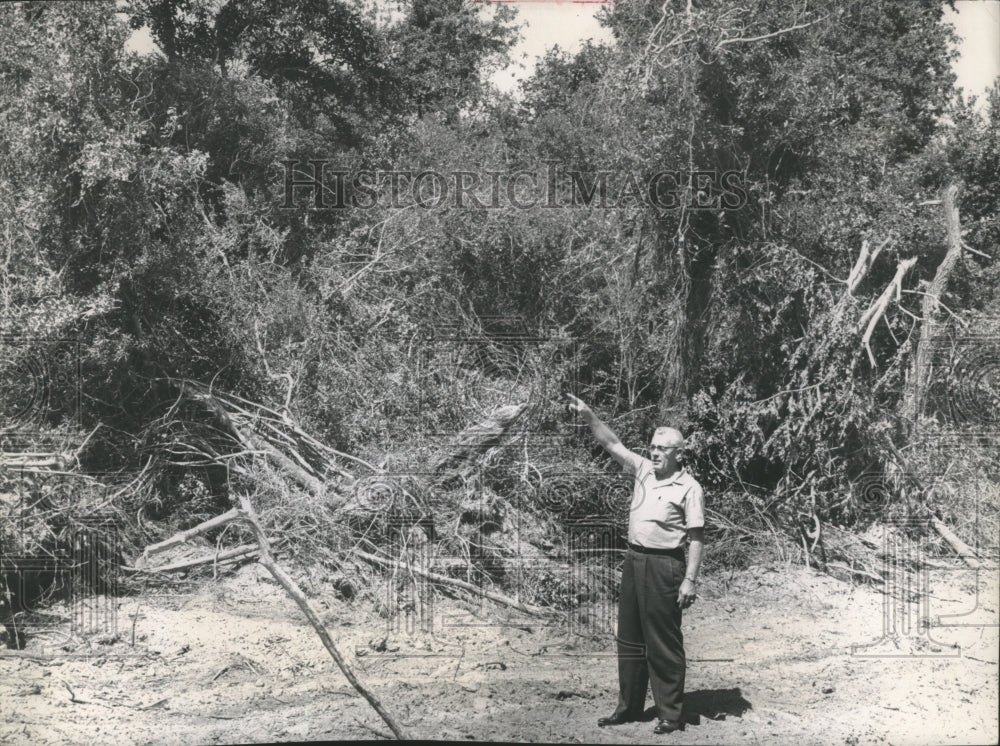 1962 Press Photo Walt Baumback, Clear Lake Banker, shows trees removed, Texas
