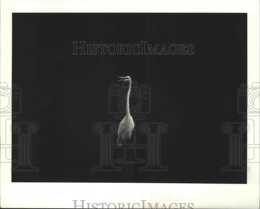 1978 Press Photo Black and White photo of a heron, near San Jacinto Monument