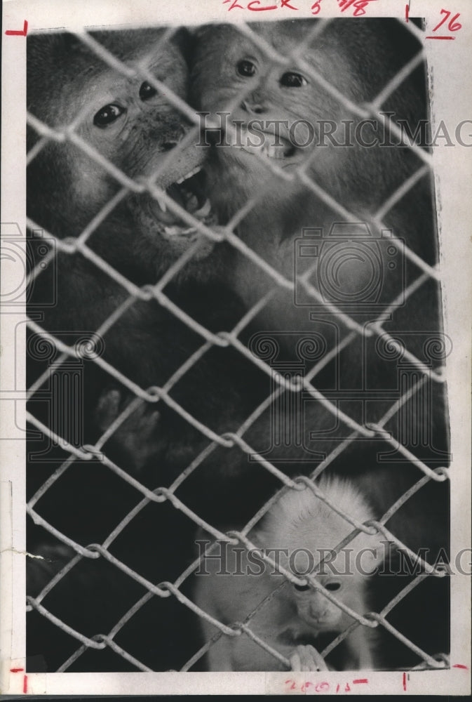1968 Press Photo Papa Wino and Rosy proudly show their young Albino Ape