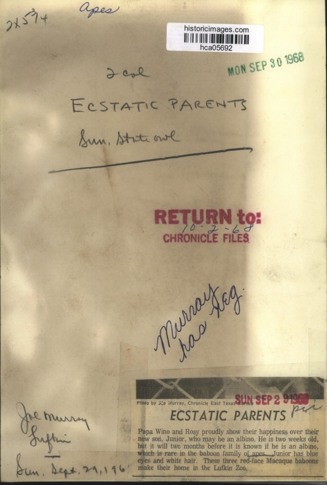 1968 Press Photo Papa Wino and Rosy proudly show their young Albino Ape