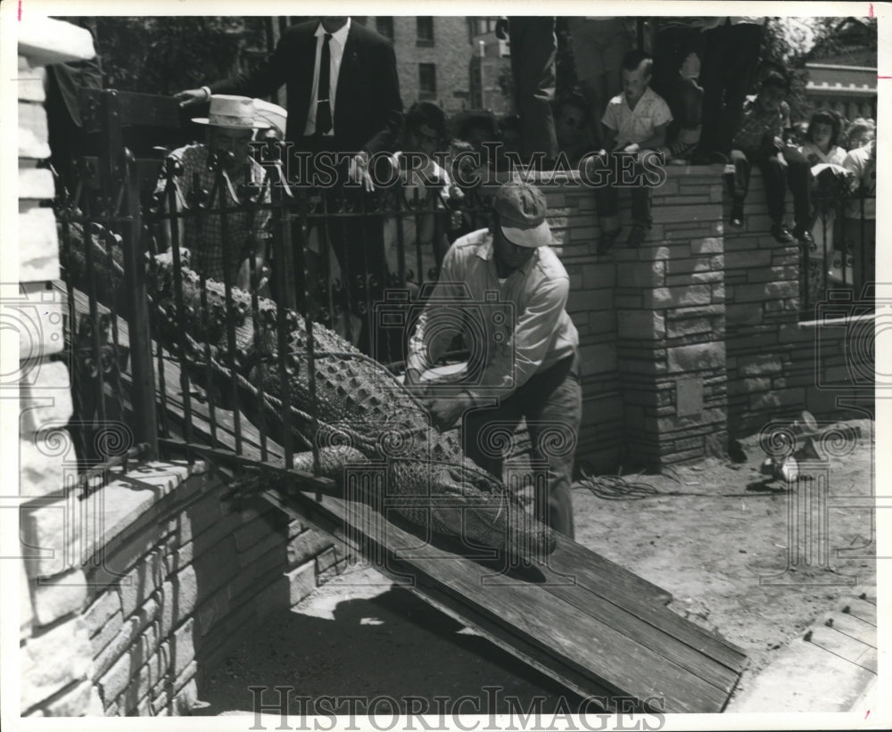 1961 Press Photo Releasing an Alligator into the pool - hca06012- Historic Images