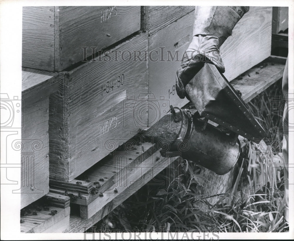 1969 Press Photo Handling Bees with a smoker, Bees Texas - hca08665- Historic Images