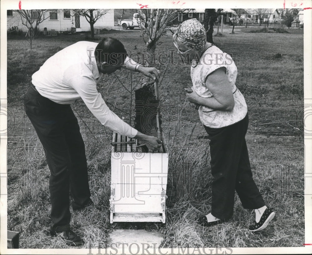 1967 Press Photo Bees cling while Inspecting frame in hive - hca08669- Historic Images