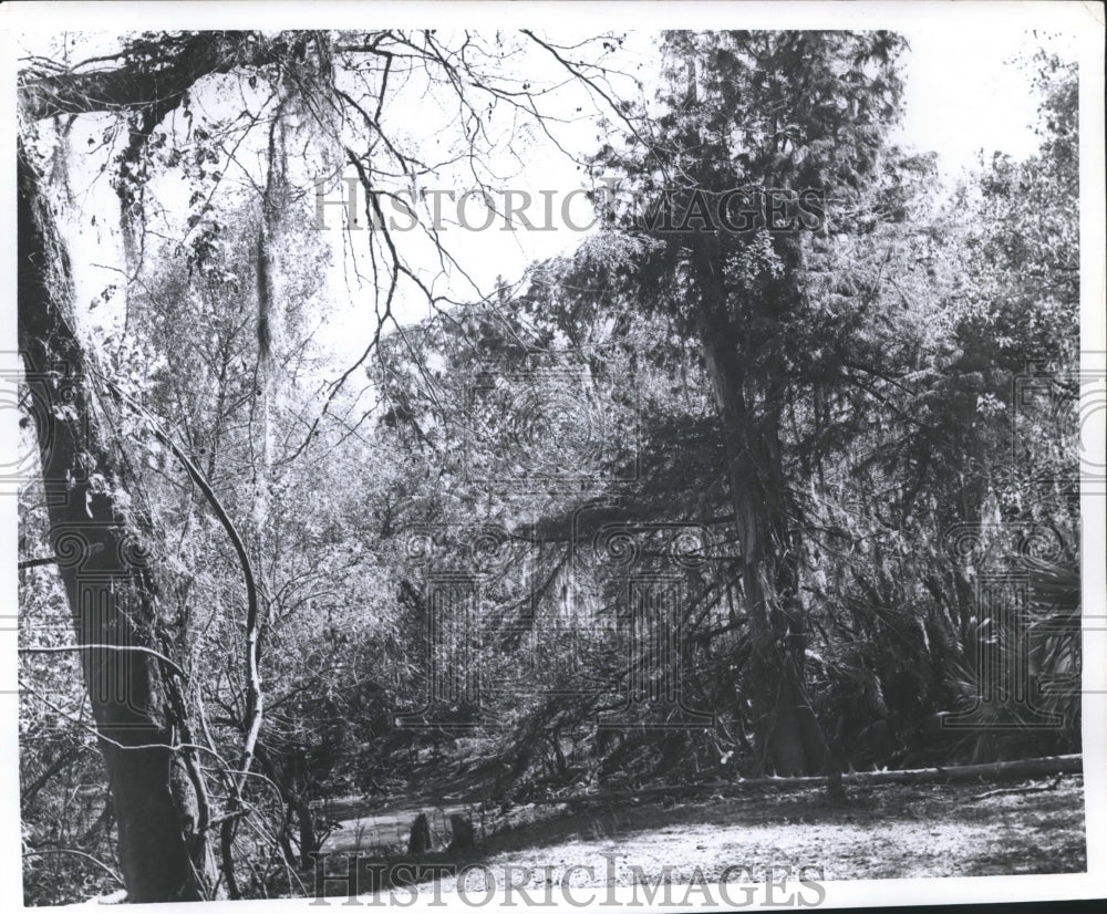 1962 Press Photo Woods and river at Big Thicket, Texas - hca08696