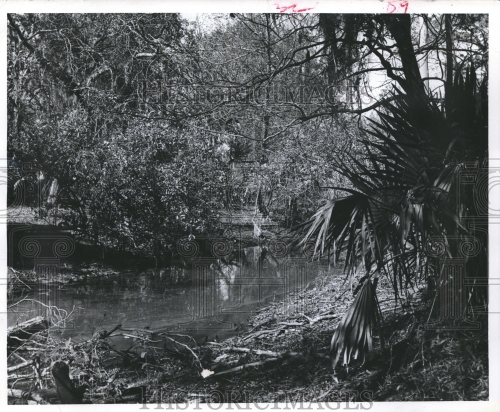 1964 Press Photo Water & Jungle Beauty of the Big Thicket State Park in Texas