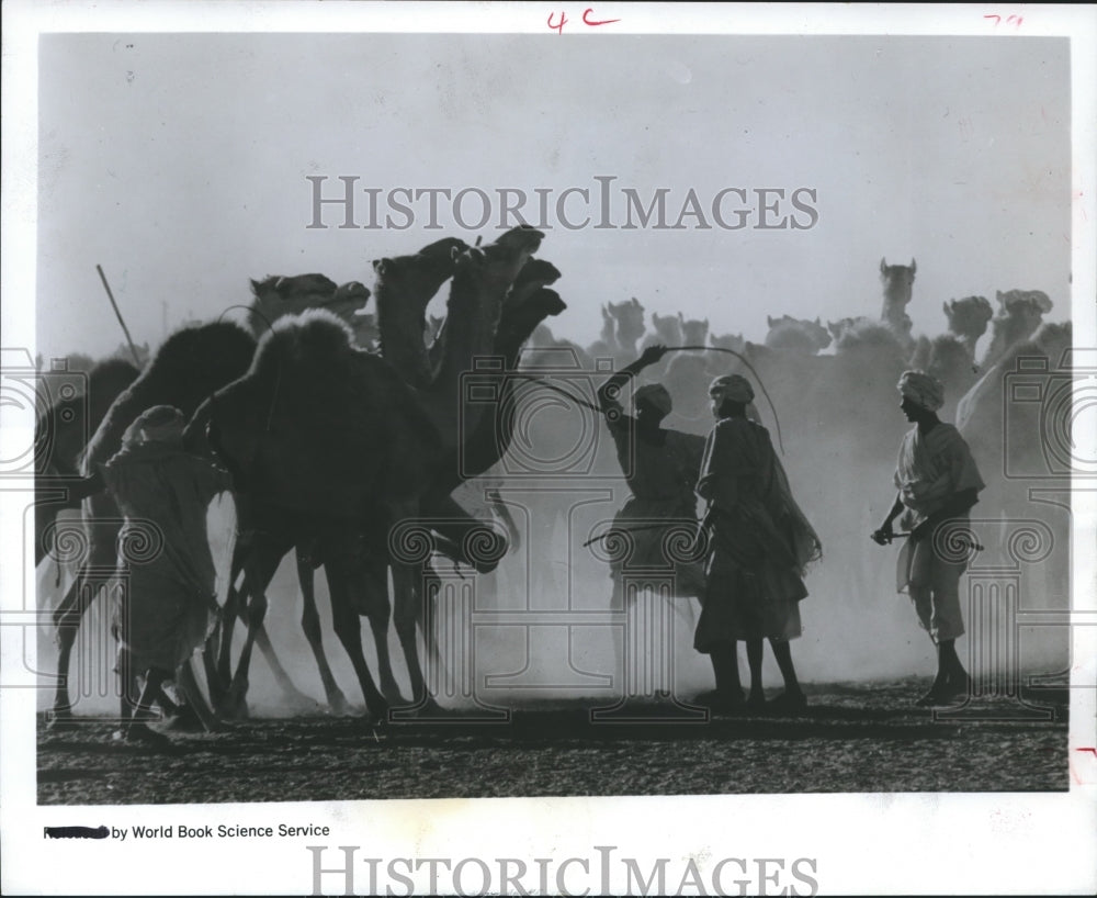 1968 Press Photo Beja Tribe Whipping Camels at Animal Market in Ed Damer, Sudan
