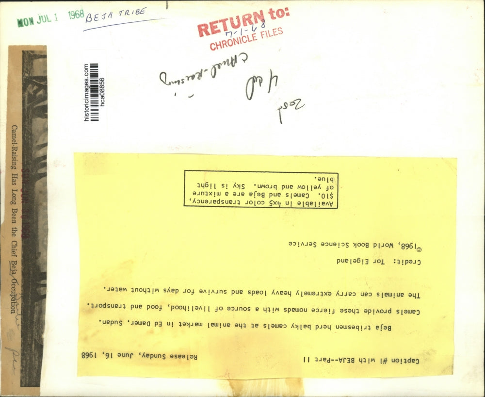 1968 Press Photo Beja Tribe Whipping Camels at Animal Market in Ed Damer, Sudan