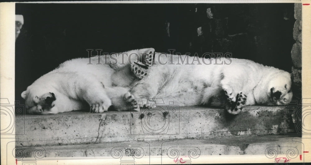 1971 Press Photo Polar Bear At Stanley Park Zoo in Vancouver, B.C Takes a Nap