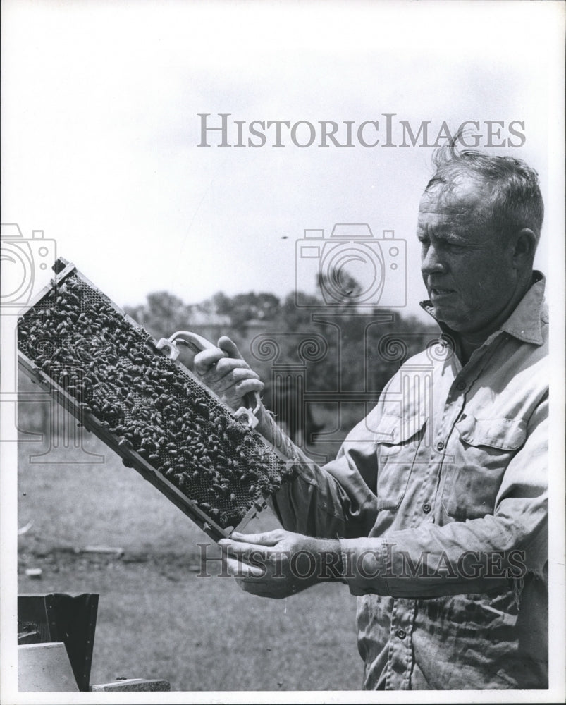 1969 Press Photo Handling bees for honey, Texas - hca09351- Historic Images