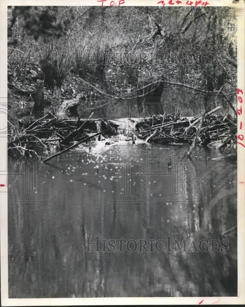 1969 Press Photo Beaver dam in a Texas river - hca09471