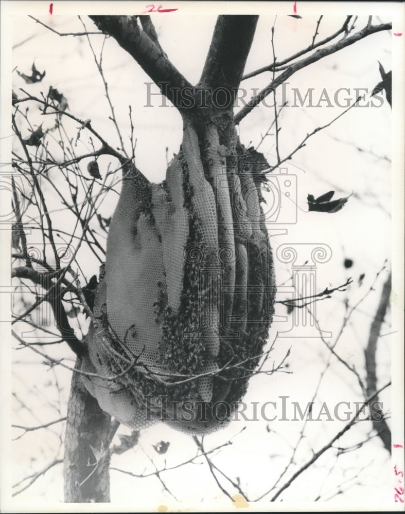 1974 Press Photo Swarming bees and hive in yard of Mrs. Viola Price, Harris Co.