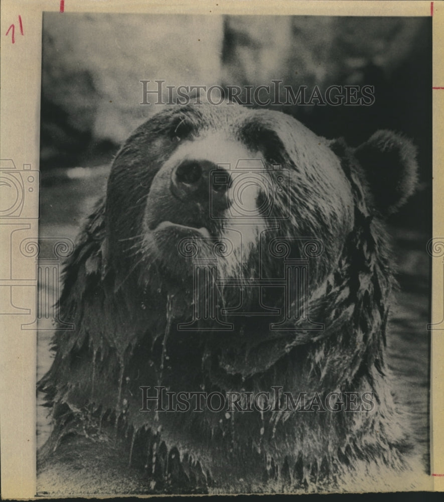 1975 Press Photo Bear Takes a Dip in the Water - hca09784