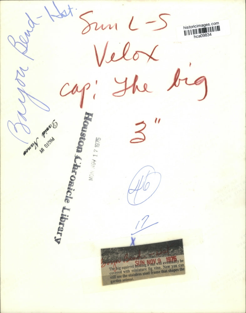 1975 Press Photo Frame of a big squirrel at Bayou Bend, Houston - hca09834