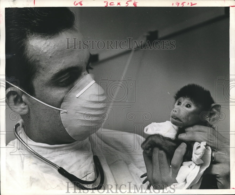 1968 Press Photo Baby baboon, Baylor University College of Medicine, Houston
