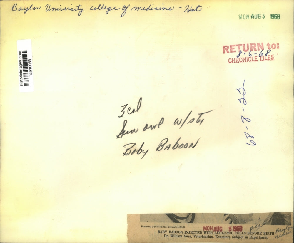 1968 Press Photo Baby baboon, Baylor University College of Medicine, Houston