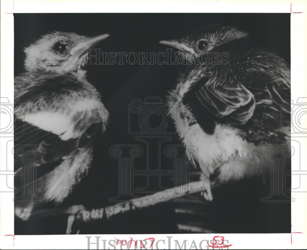 1980 Press Photo Birds perched on branch communicate with unusual noises