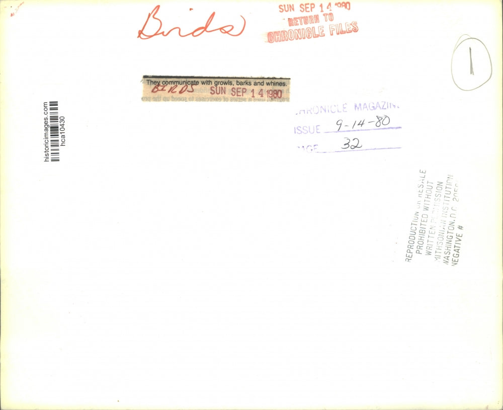 1980 Press Photo Birds perched on branch communicate with unusual noises