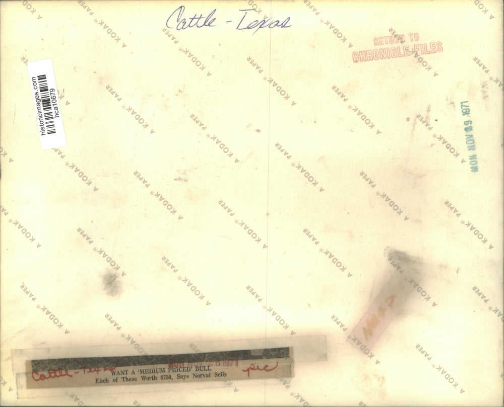 1971 Press Photo Norval Sell and His Cattle in The Field on His Texas Ranch