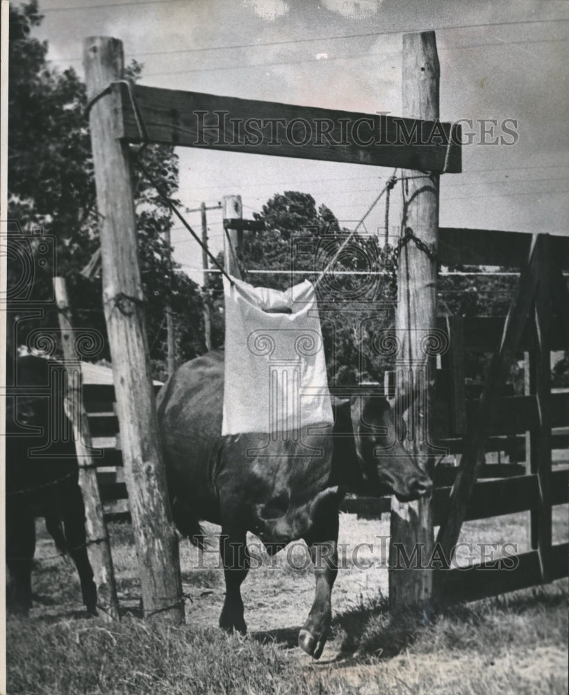 1969 Press Photo Santa Gertrudis Bumps Cattle Bag to Kill Flies in Texas