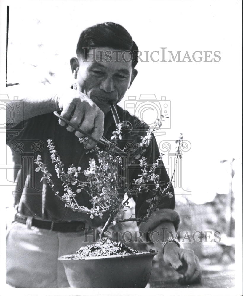 1969 Press Photo Man in Texas Trims His Bonsai Tree - hca11365