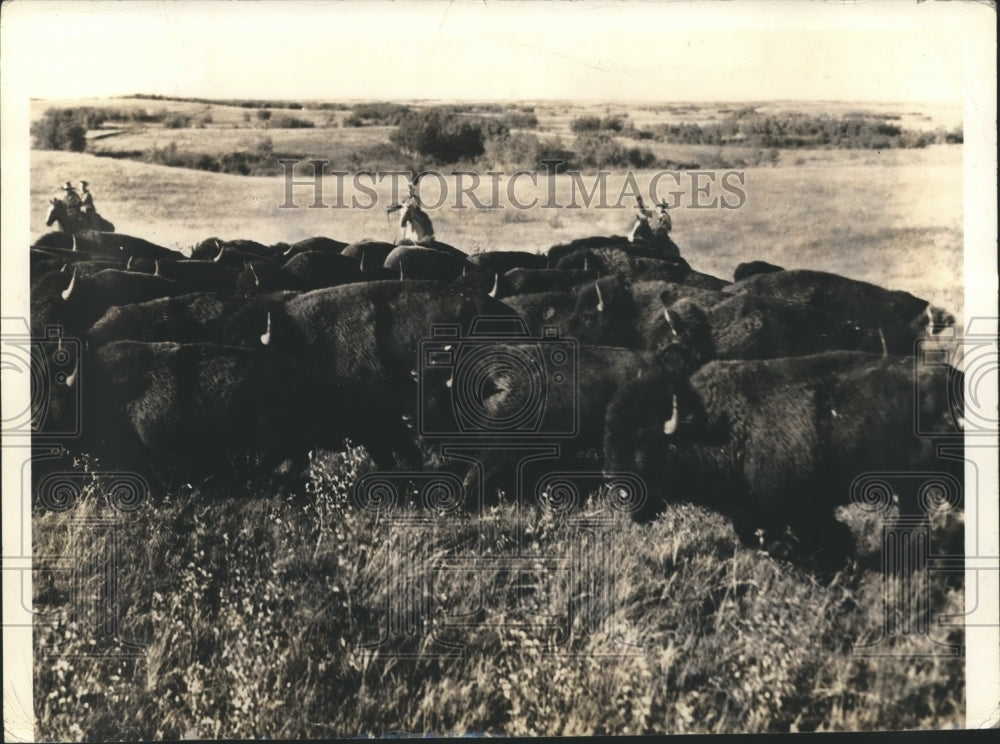 1940 Press Photo Buffalo at Buffalo National Park, Alberta, Canada - hca11630