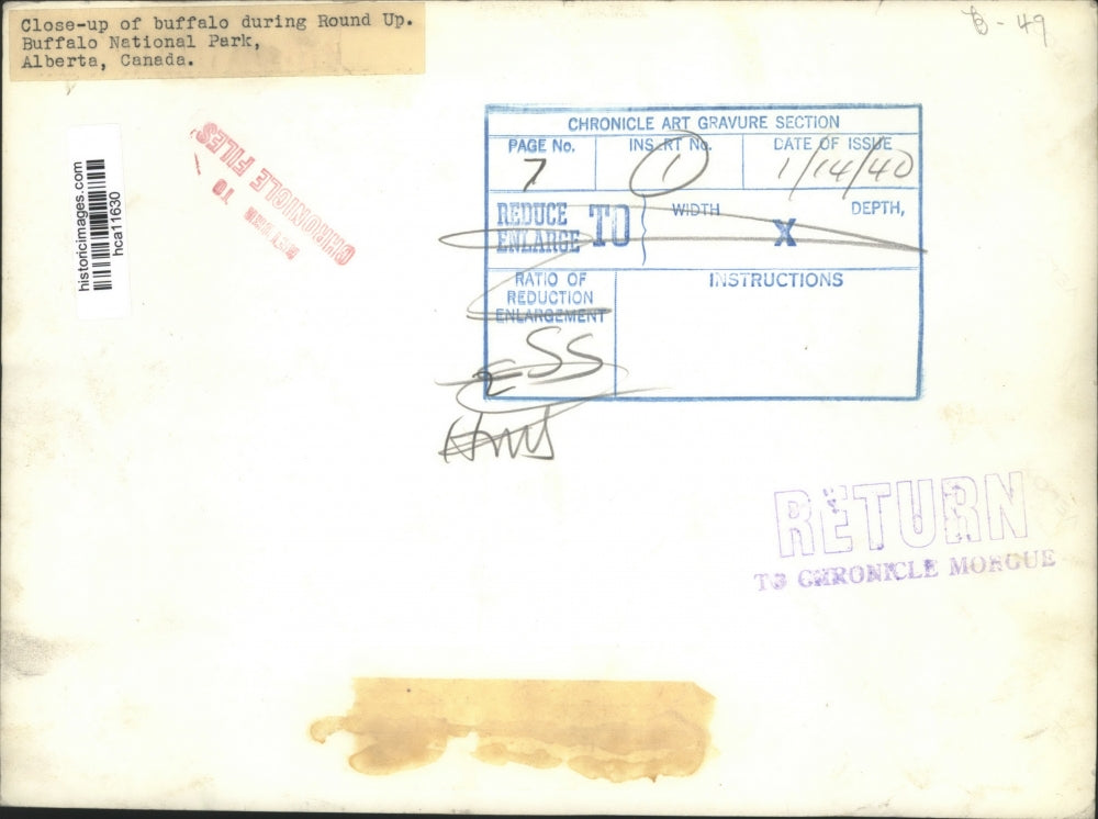 1940 Press Photo Buffalo at Buffalo National Park, Alberta, Canada - hca11630