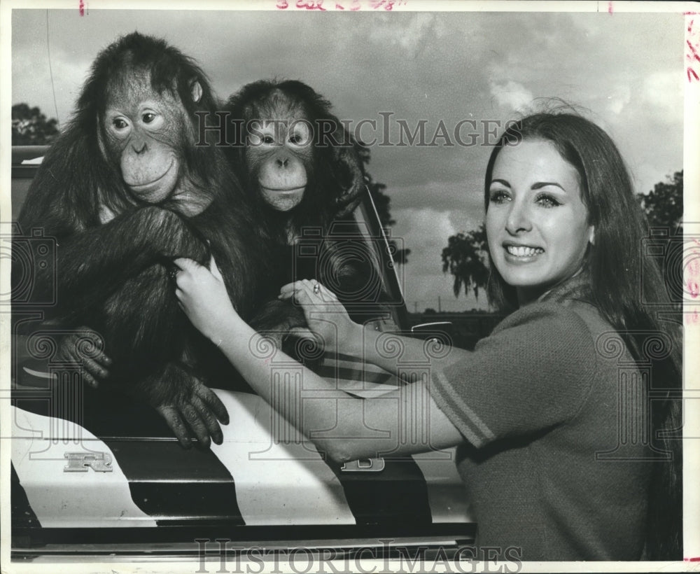 1971 Press Photo Lady Poses with Anheuser Busch Gardens Chimpanzees - hca11653