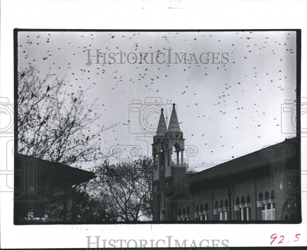 1977 Press Photo Birds of Houston Flock to Their Rice Roost - hca11756