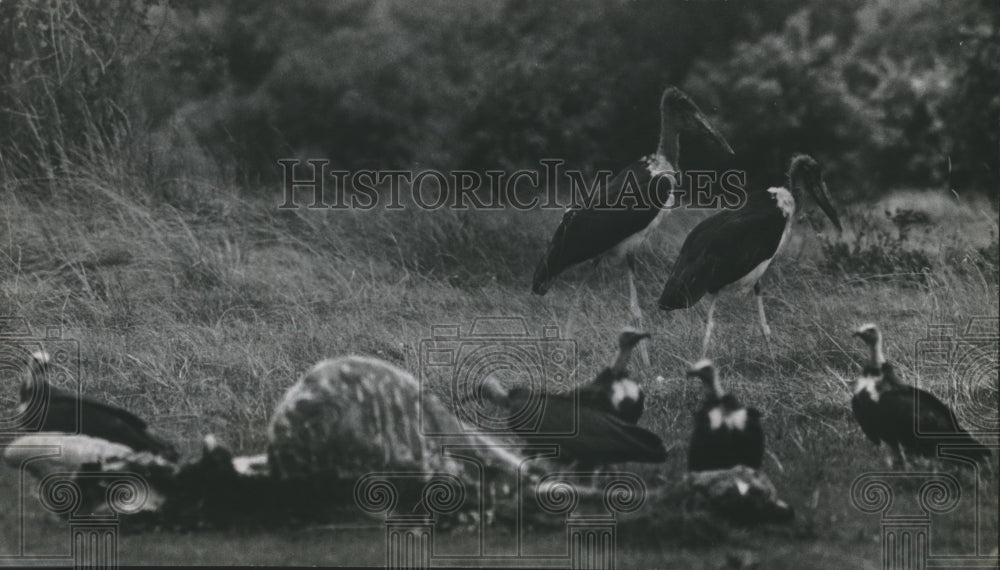 1966 Press Photo Buzzards Pick Carcass Clean as Maribou Storks Look On- Historic Images