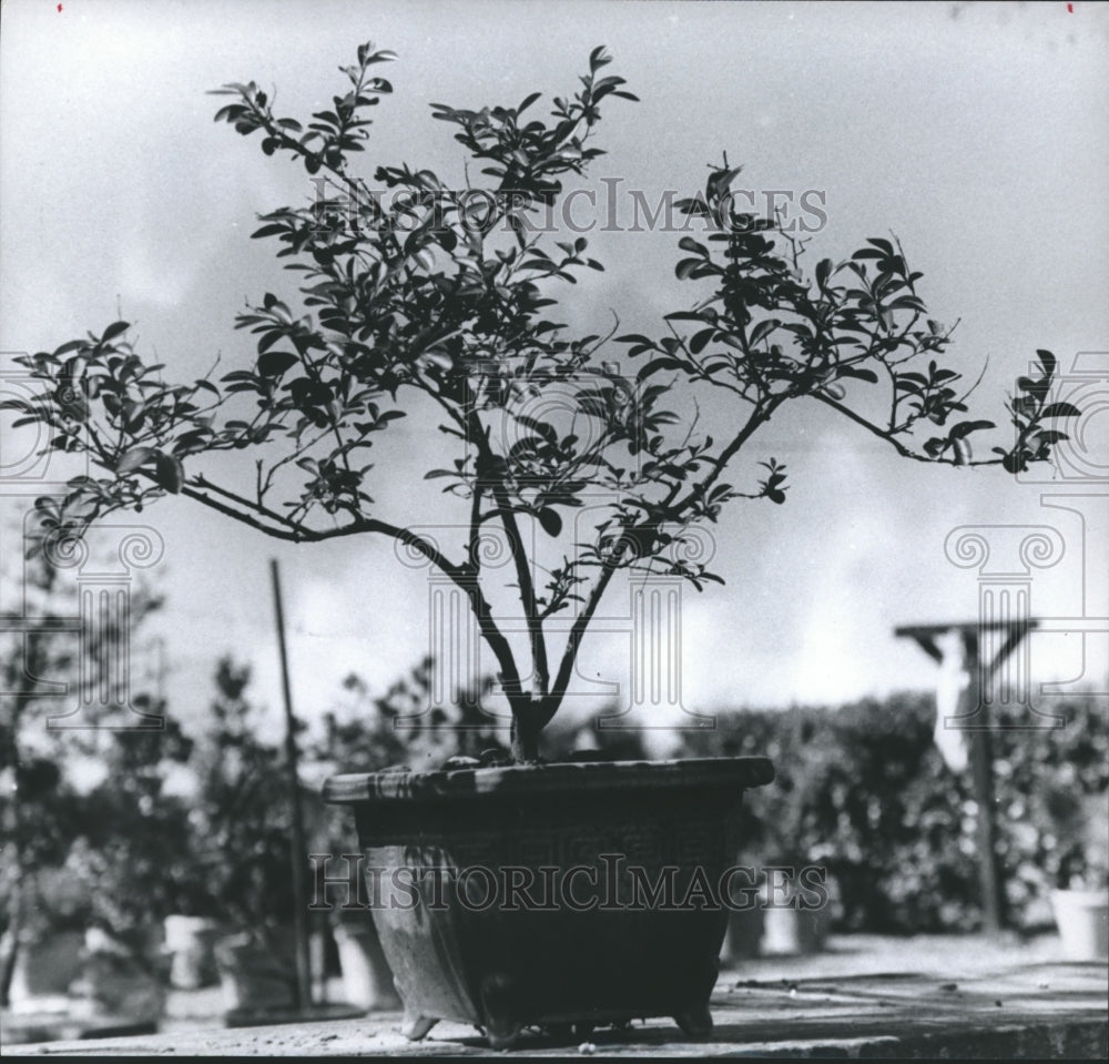 1969 Press Photo Dwarfed Crepe Myrtle Bonsai Plant - hca12007