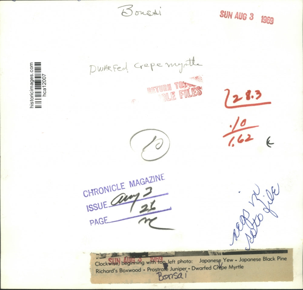 1969 Press Photo Dwarfed Crepe Myrtle Bonsai Plant - hca12007