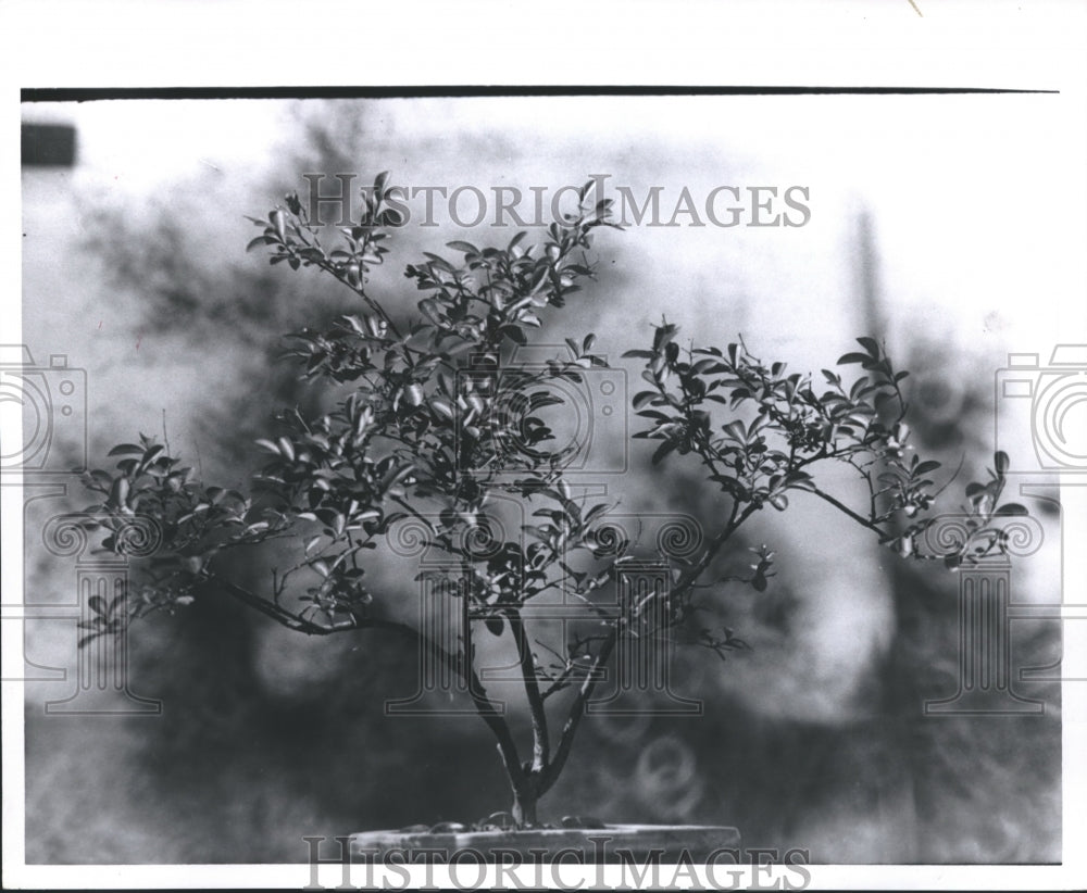 1969 Press Photo Dwarfed Crepe Myrtle Bonsai Plant of Texas - hca12008