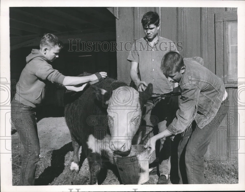 1964 Press Photo Young Men at Boys Harbor, La Porte Working with Steer