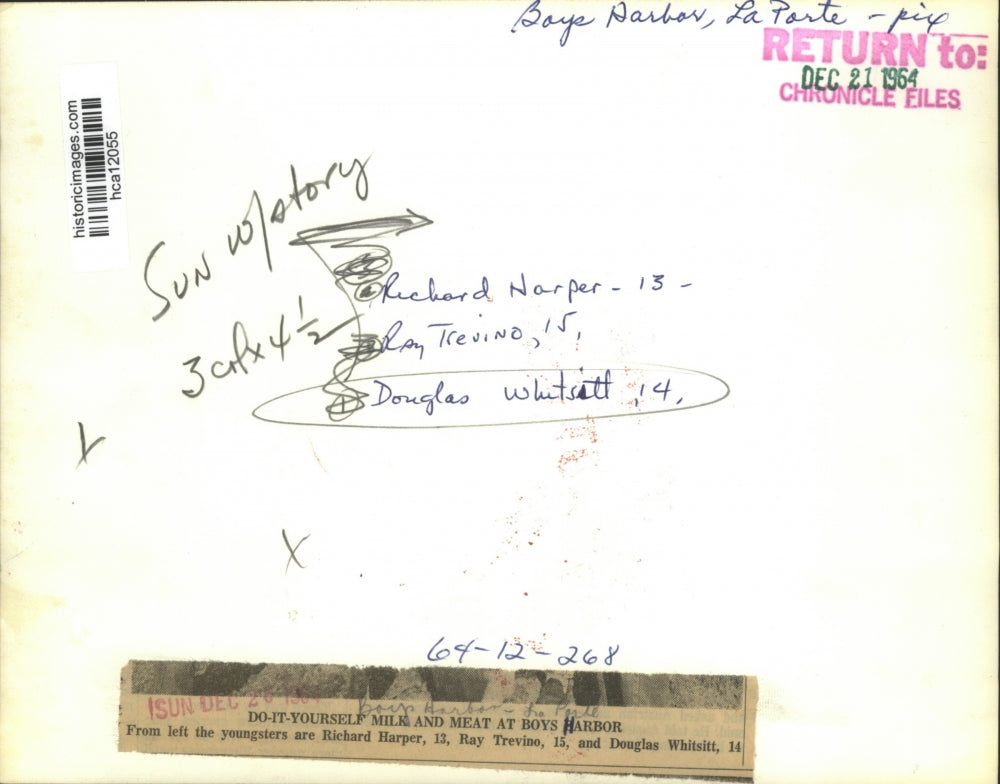 1964 Press Photo Young Men at Boys Harbor, La Porte Working with Steer