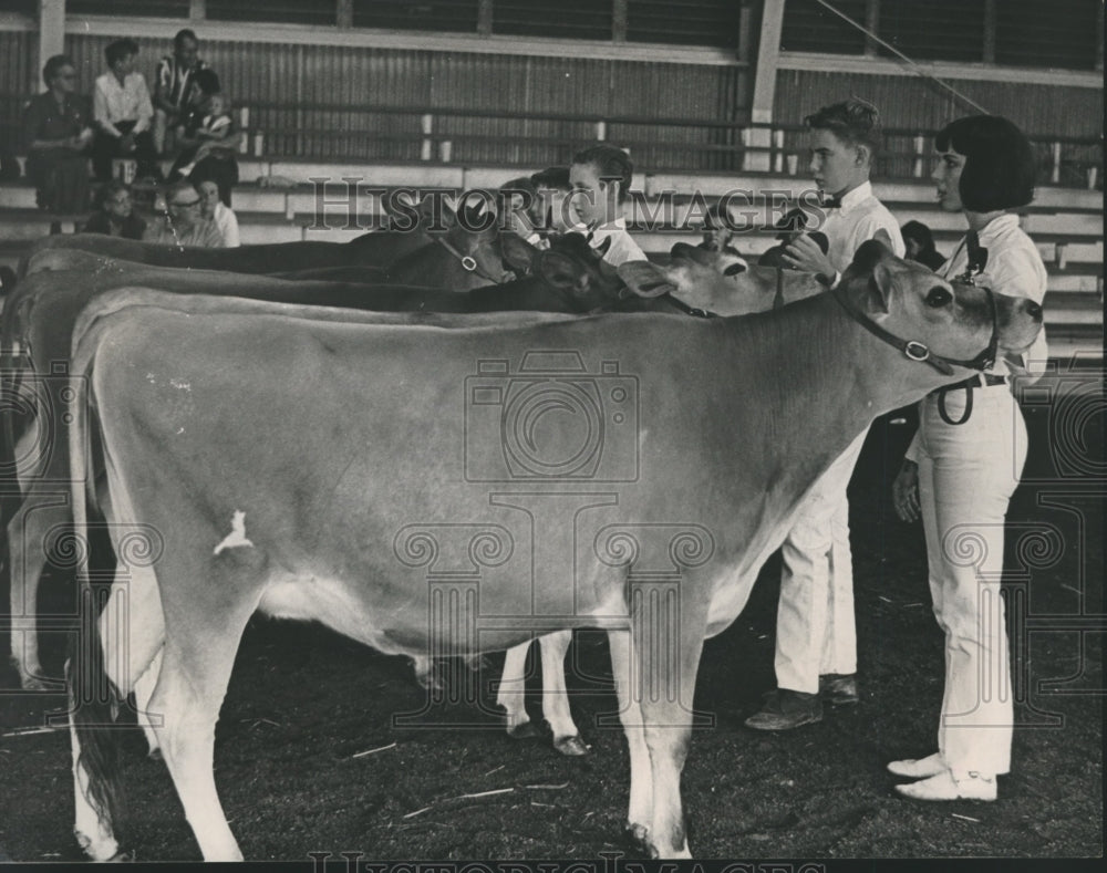 1965 Press Photo Diane Lewis &amp; Jersey Cow At the Brazoria County Fair.- Historic Images