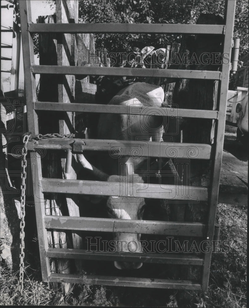 1970 Press Photo Cattle in Shoot Being Tagged & Tested For Brucellosis Harris Co