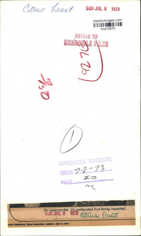 1973 Press Photo Inspectors Cut Open Confiscated Citrus Fruit. - hca12670